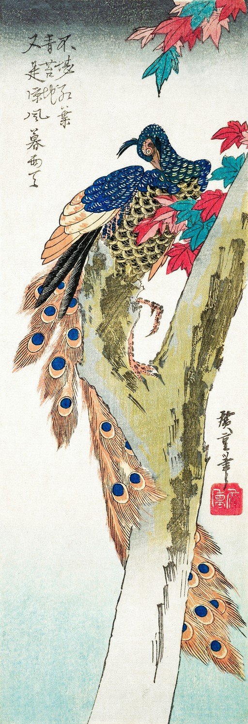 Peacock on a Tree Branch with Maple Leaves