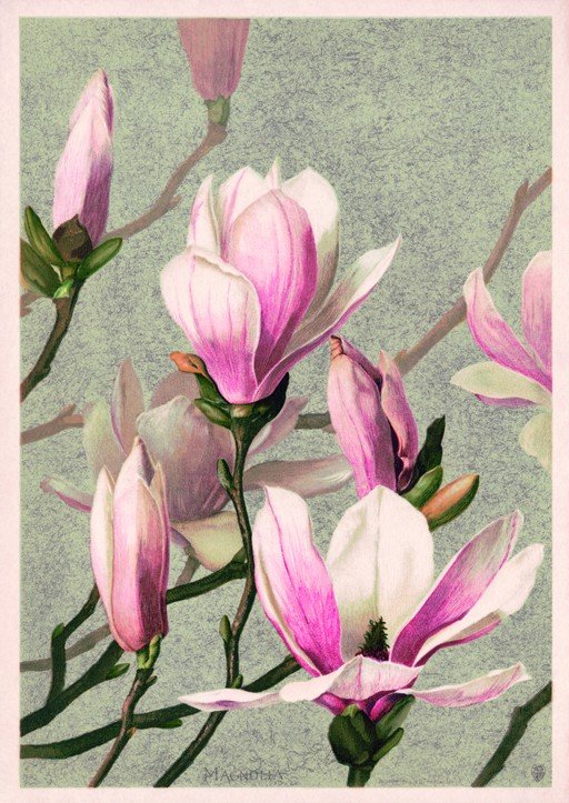 Pink Magnolia Blossoms on Textured Green Background