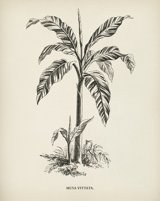 Musa Vittata Botanical Illustration