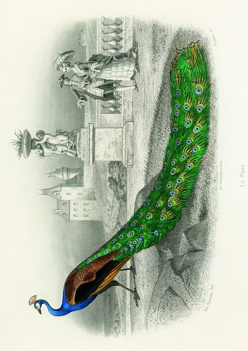Peacock in a Formal Garden with Classical Statuary