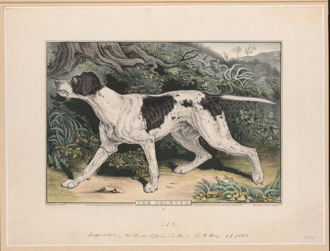 The Pointer Dog in a Naturalistic Setting