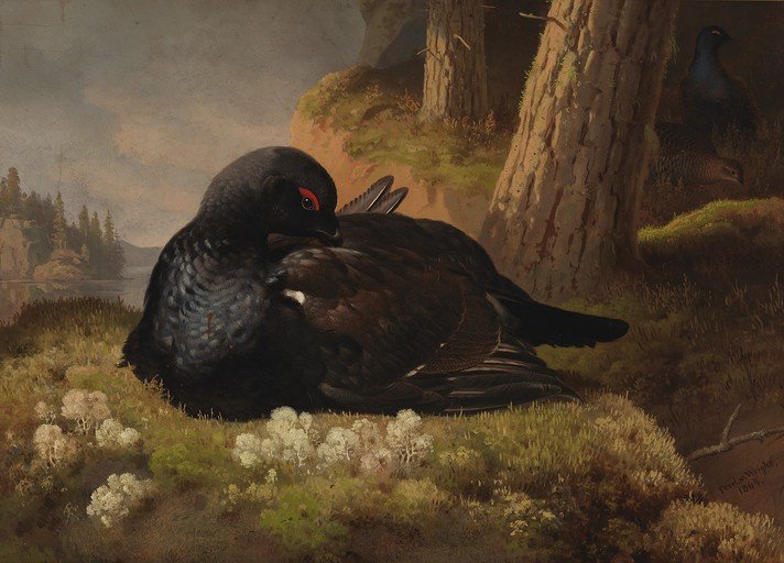 Black Grouse in a Forest Landscape