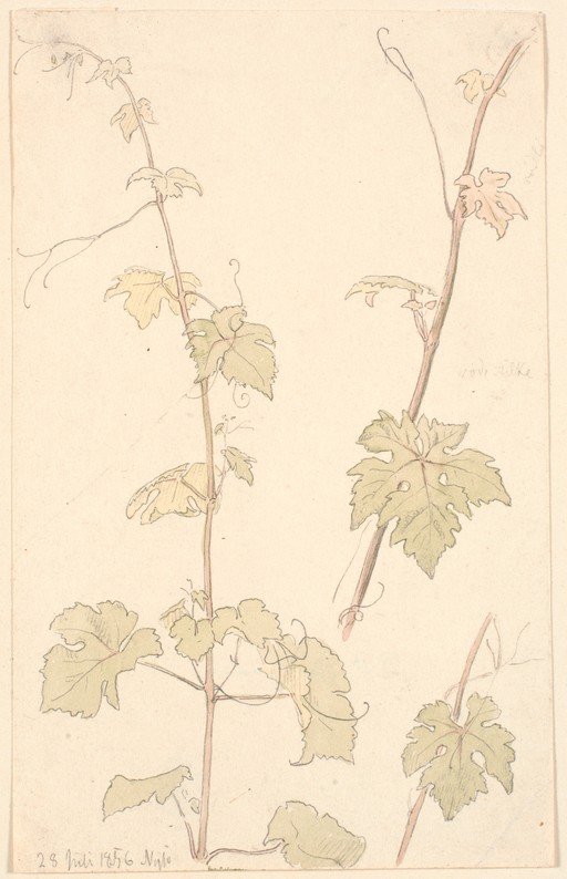 Vineyard Sketch: Grapevine Leaves and Tendrils