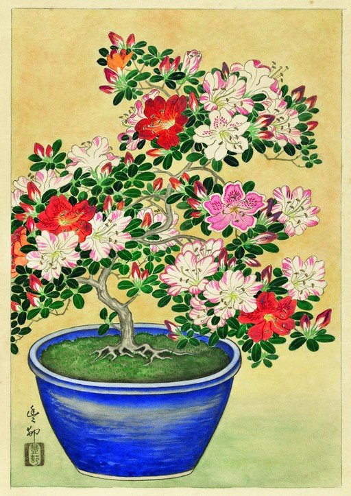 Vibrant Azalea Bonsai in Blue Pot