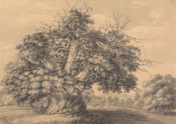 Majestic Oak Tree in a Pastoral Landscape