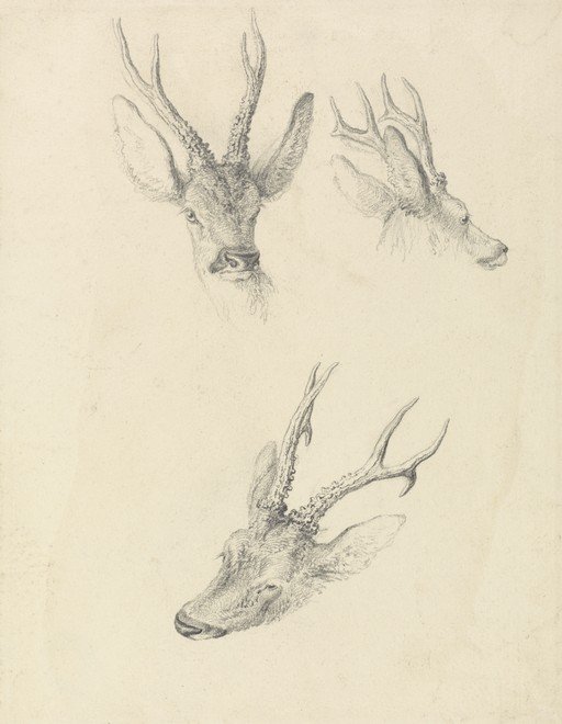 Pencil Sketches of Deer Heads with Antlers