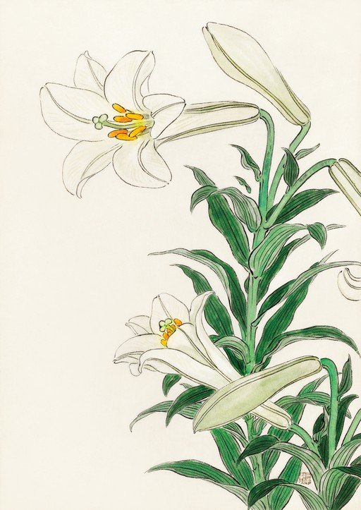 Elegant White Lily Illustration