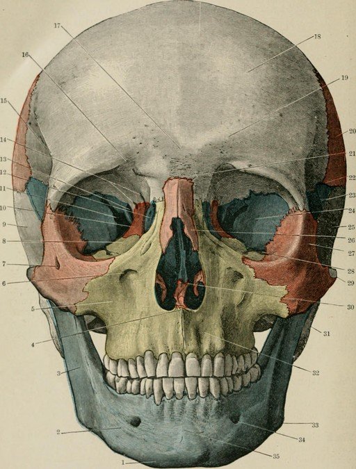 Anatomical Illustration of Human Skull with Labels