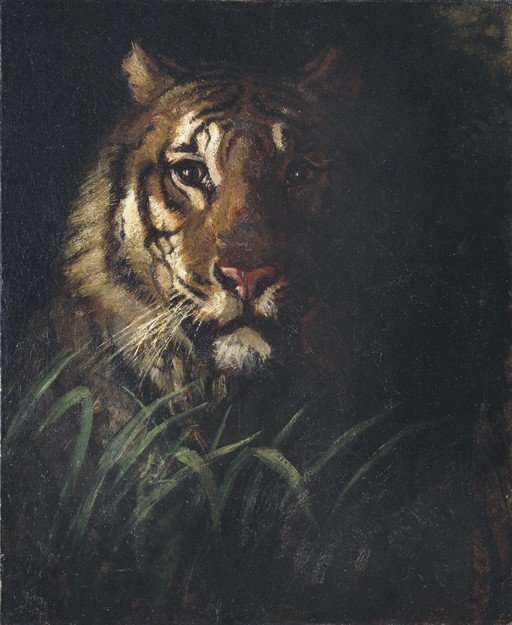 Tiger Portrait in Dramatic Light