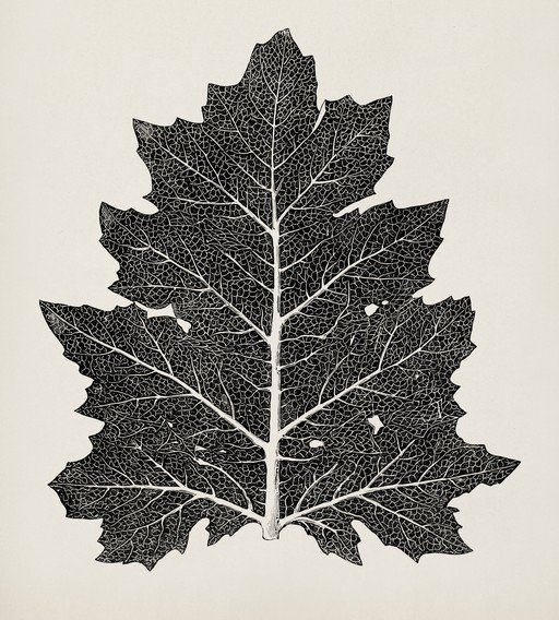 Detailed Botanical Illustration of a Skeletonized Leaf