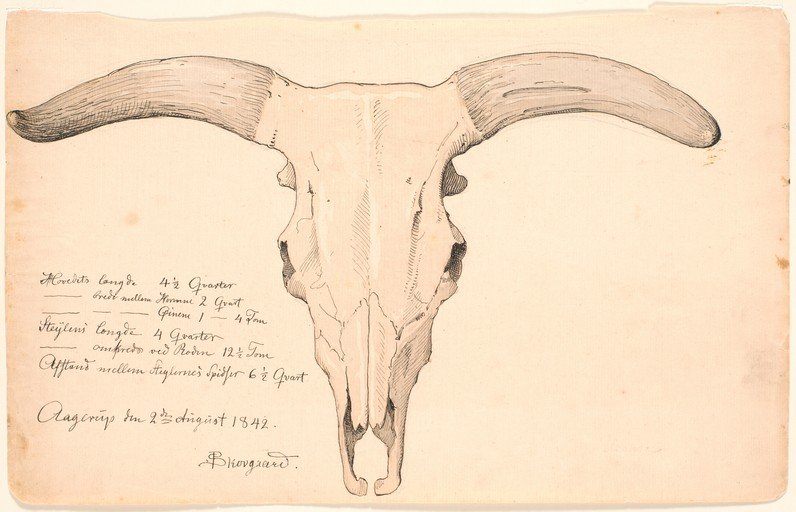 Drawing of a Goat Skull with Measurements