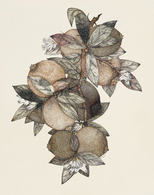 Botanical Illustration of Citrus Fruit Branch with Flowers