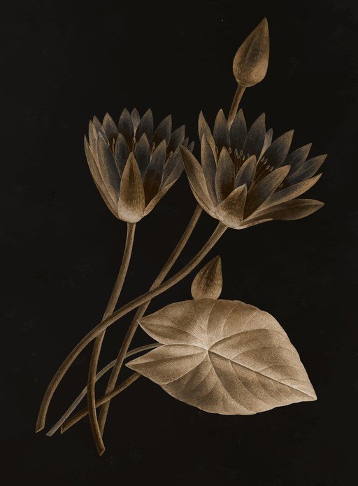Vintage Water Lilies and Bud Illustration