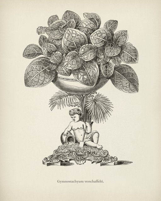 Botanical Illustration of Gymnostachyum verschaffeltii with Cherub