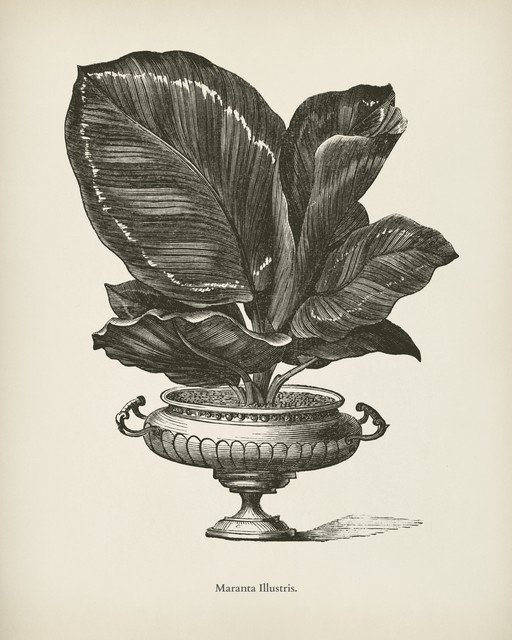Vintage Botanical Illustration of Maranta Illustris Plant