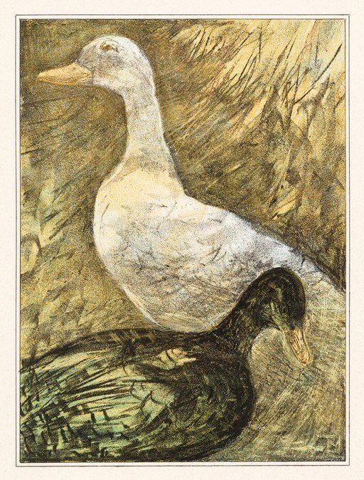 Two Ducks in a Naturalistic Setting