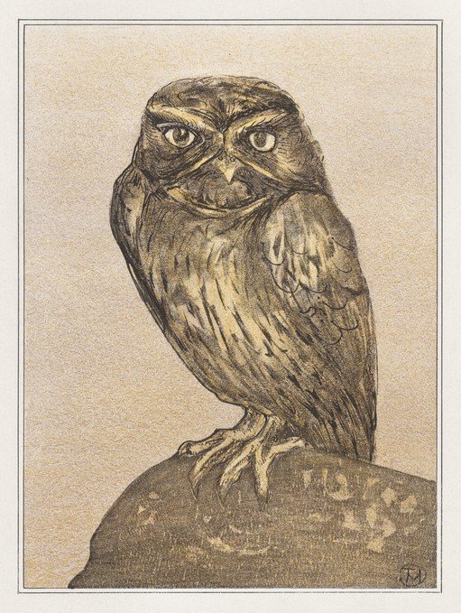 Illustration of a Little Owl Perched on a Rock