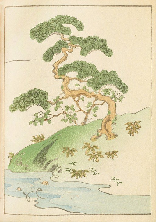 Japanese Pine Tree by Water