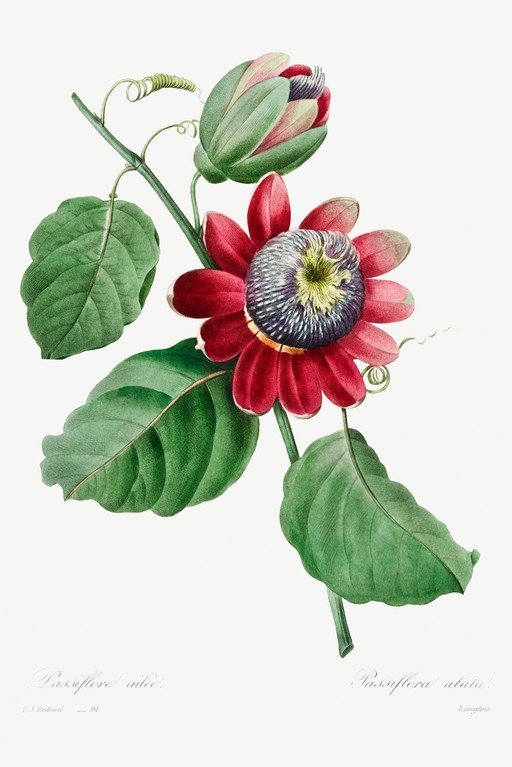 Vintage Botanical Illustration of a Passionflower
