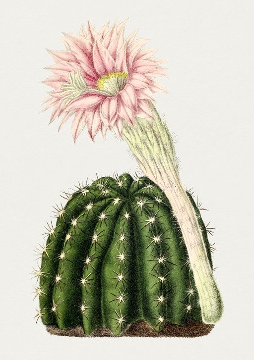 Vintage Botanical Illustration of a Blooming Cactus
