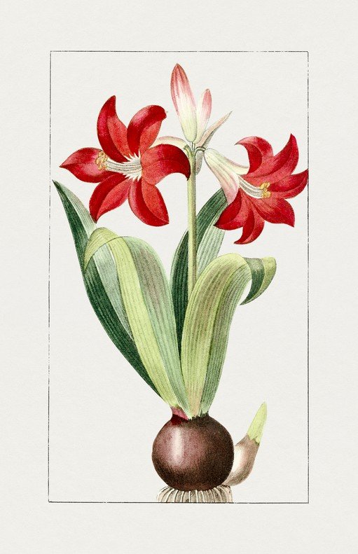 Vintage Botanical Illustration of Red Amaryllis Flowers