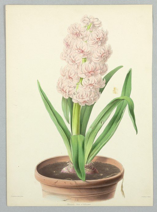 Pink Hyacinth 'Duke of Wellington' Botanical Illustration