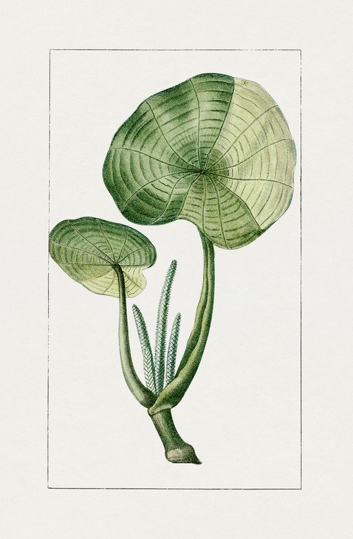 Vintage Botanical Illustration of a Tropical Plant