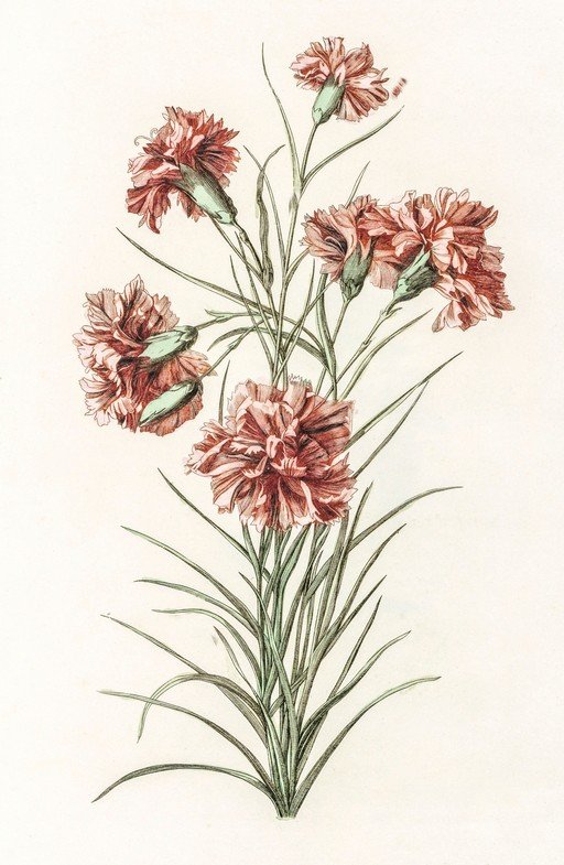 Vintage Botanical Illustration of Carnations