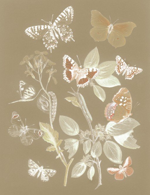 Vintage Butterfly and Botanical Illustration