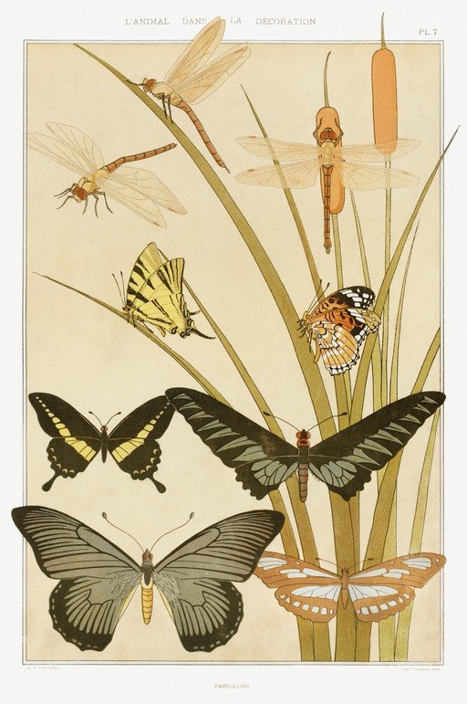 Art Nouveau Butterflies and Dragonflies Illustration