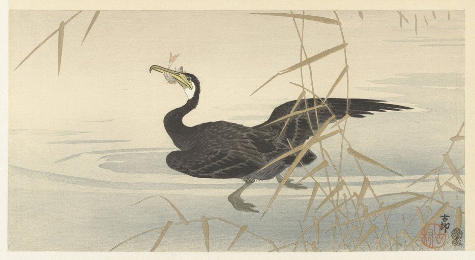 Cormorant with Fish in Mouth