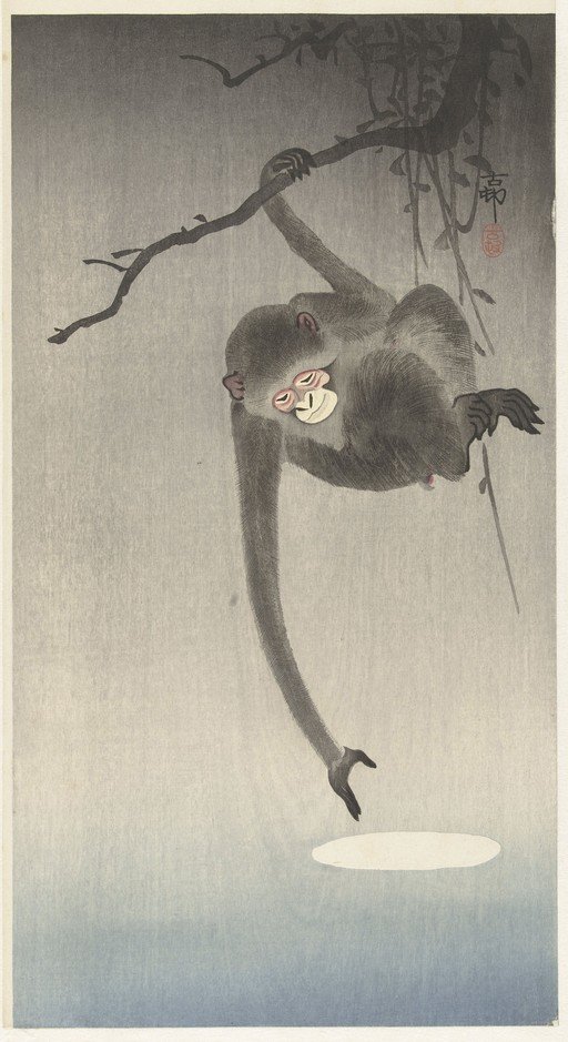 Monkey Reaching for Moon Reflection