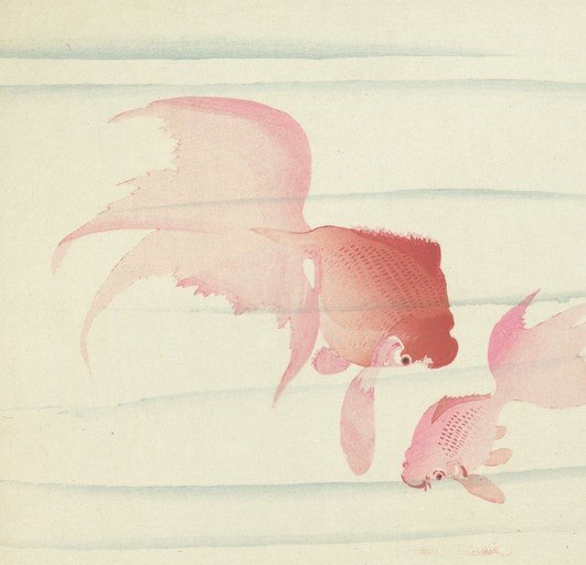 Two Pink Goldfish Swimming in Water