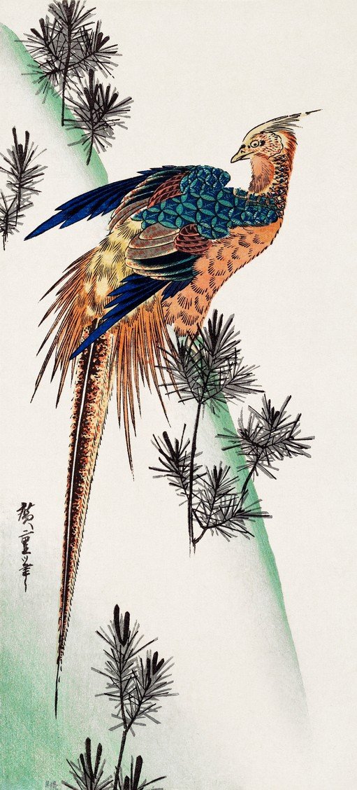 Japanese Pheasant with Pine Branches