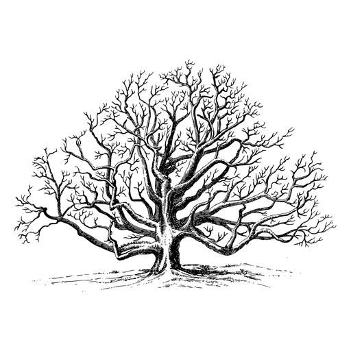 Detailed Illustration of a Bare Oak Tree