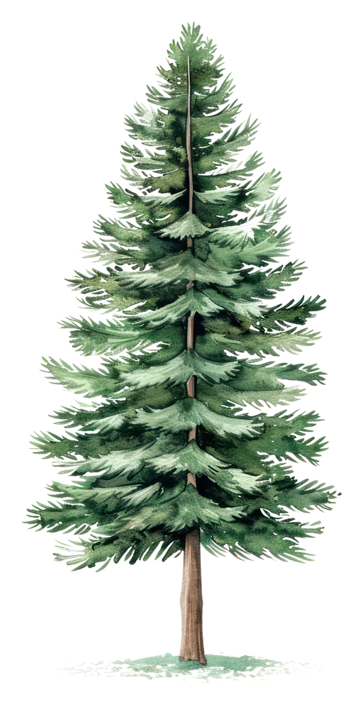 Watercolor Pine Tree Illustration