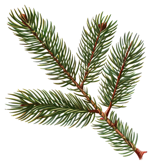 Pine Branch Illustration