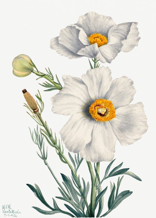 Botanical Illustration of White Poppies with Orange Centers