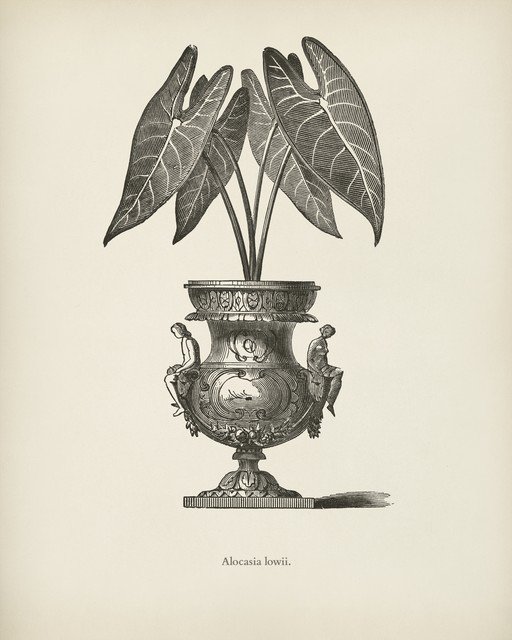 Alocasia lowii Botanical Illustration in Ornate Urn