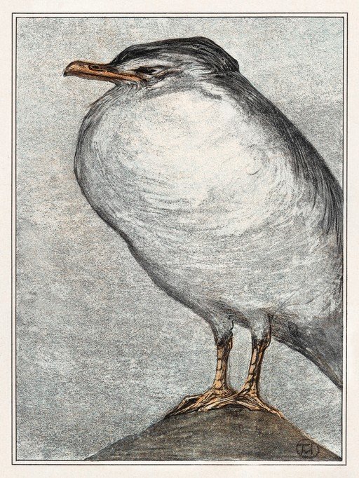 Detailed Illustration of a Seagull Perched on a Rock