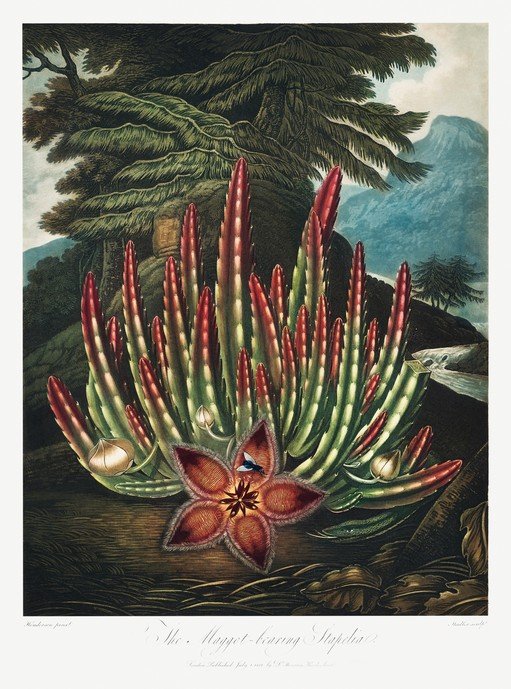 The Maggot-Bearing Stapelia Botanical Illustration