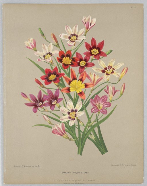 Vintage Botanical Illustration of Sparaxis Tricolor Flowers