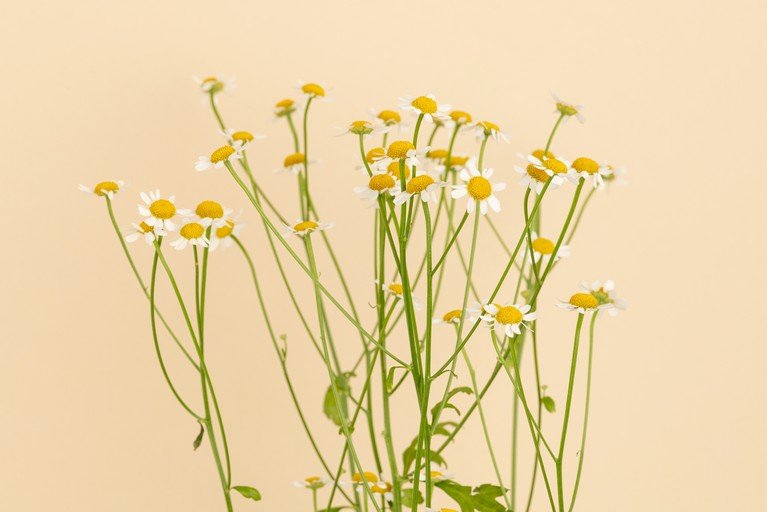 Delicate Chamomile Flowers on Soft Beige Background