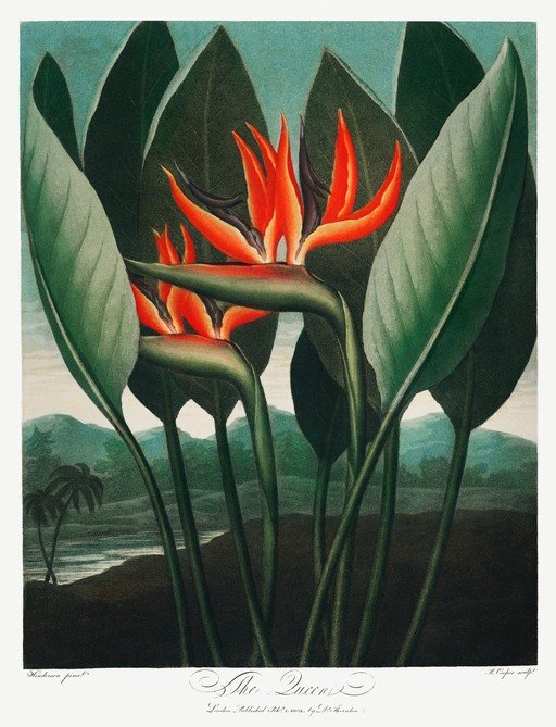 The Queen Bird of Paradise Flower