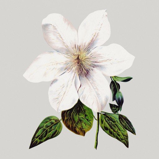 Elegant White Clematis Flower Illustration