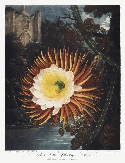 Night-Blooming Cereus Flower in Moonlight