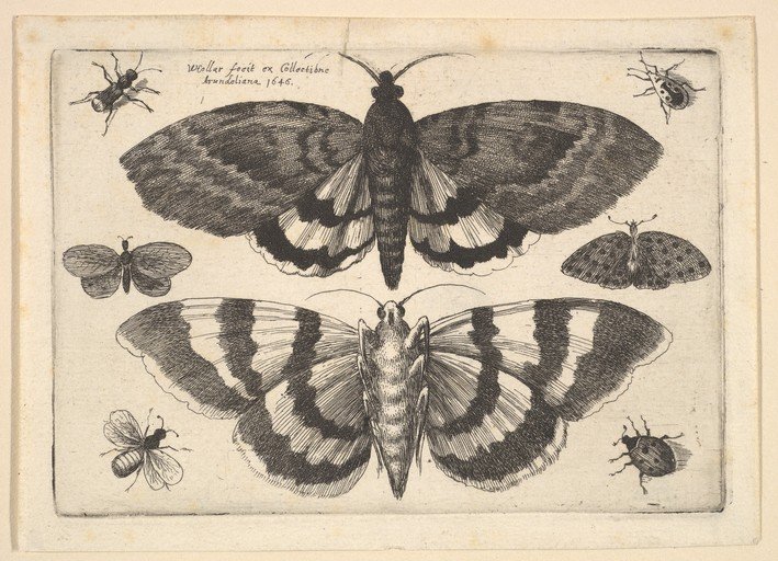 Engraving of Moths and Insects by Wenceslaus Hollar, 1645