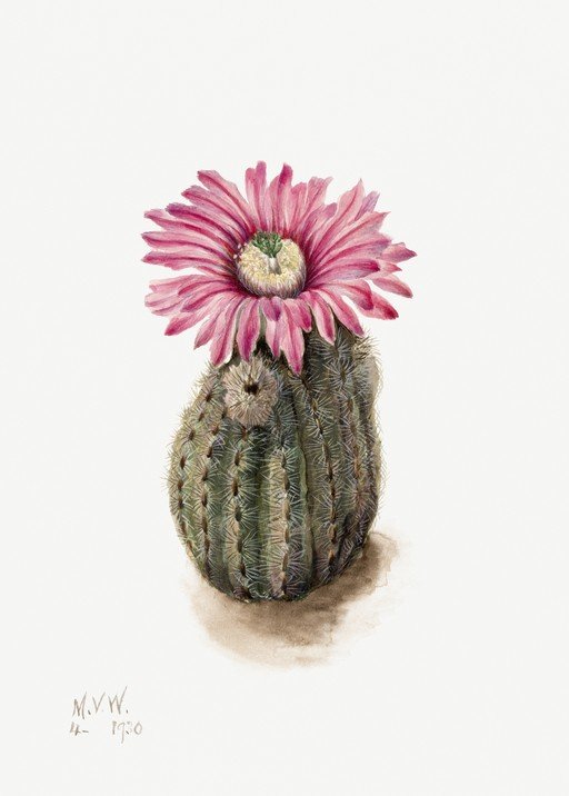 Watercolor Painting of a Blooming Barrel Cactus