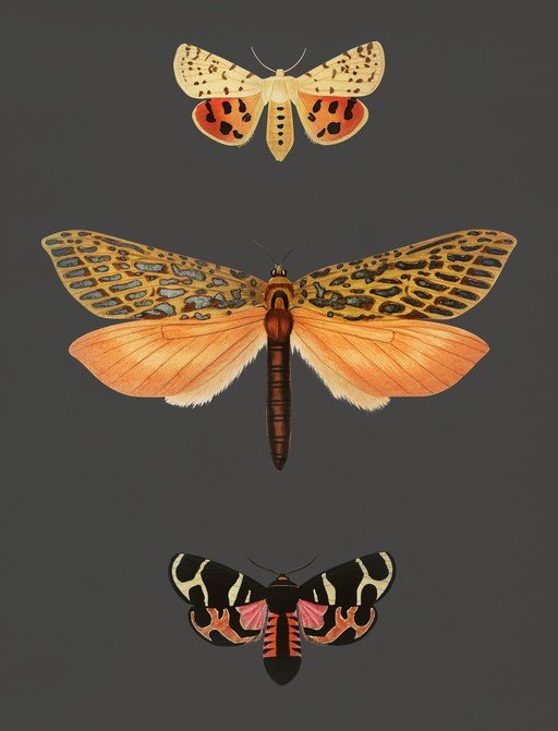 Three Moths Illustration