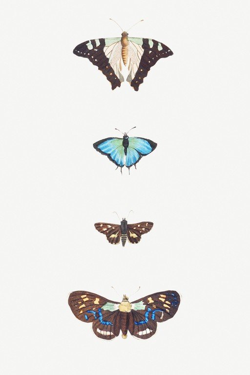 Vintage Butterfly Illustrations
